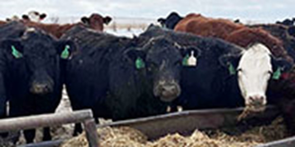 165	Angus & BWF Cows... S Central ND