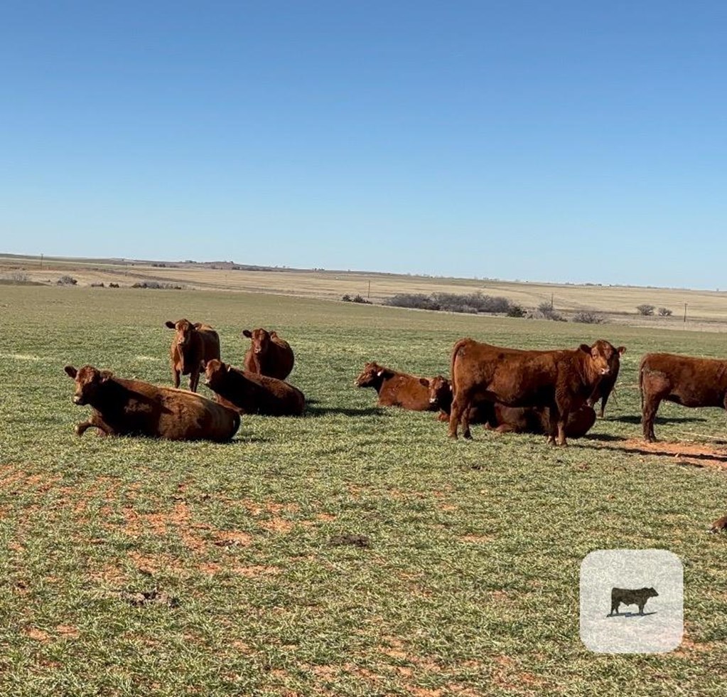 Cattle Range Listing Photo