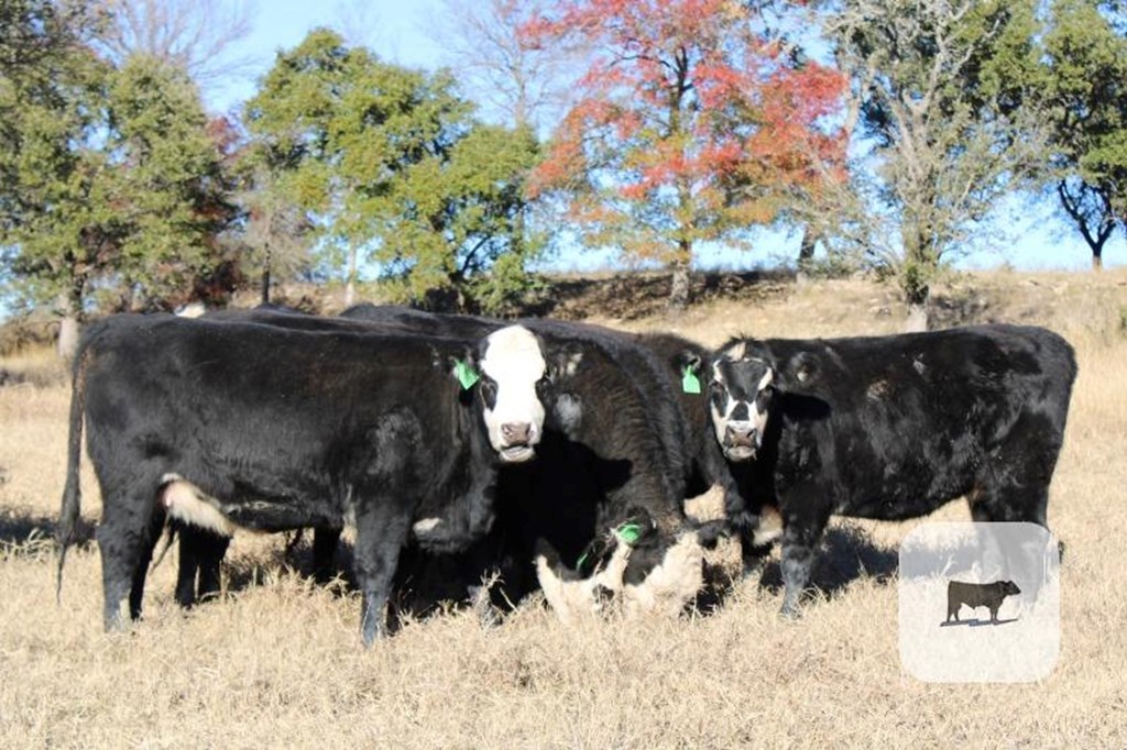 Cattle Range Listing Photo