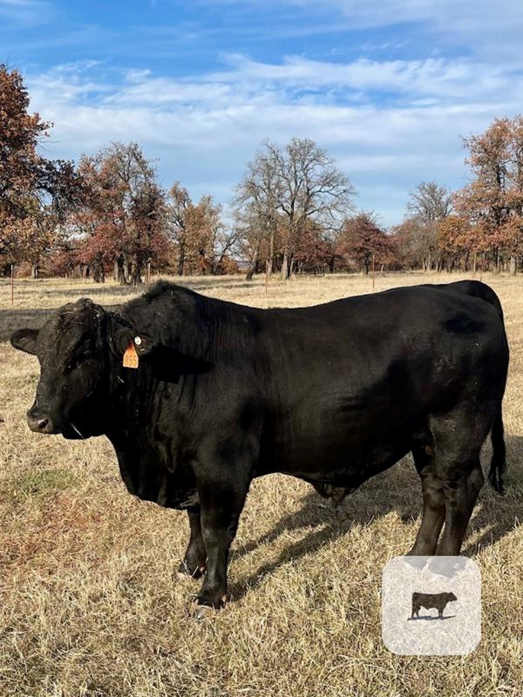 Cattle Range Listing Photo