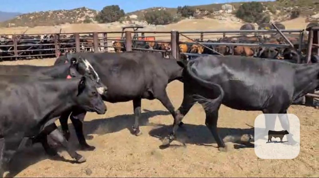 Cattle Range Listing Photo