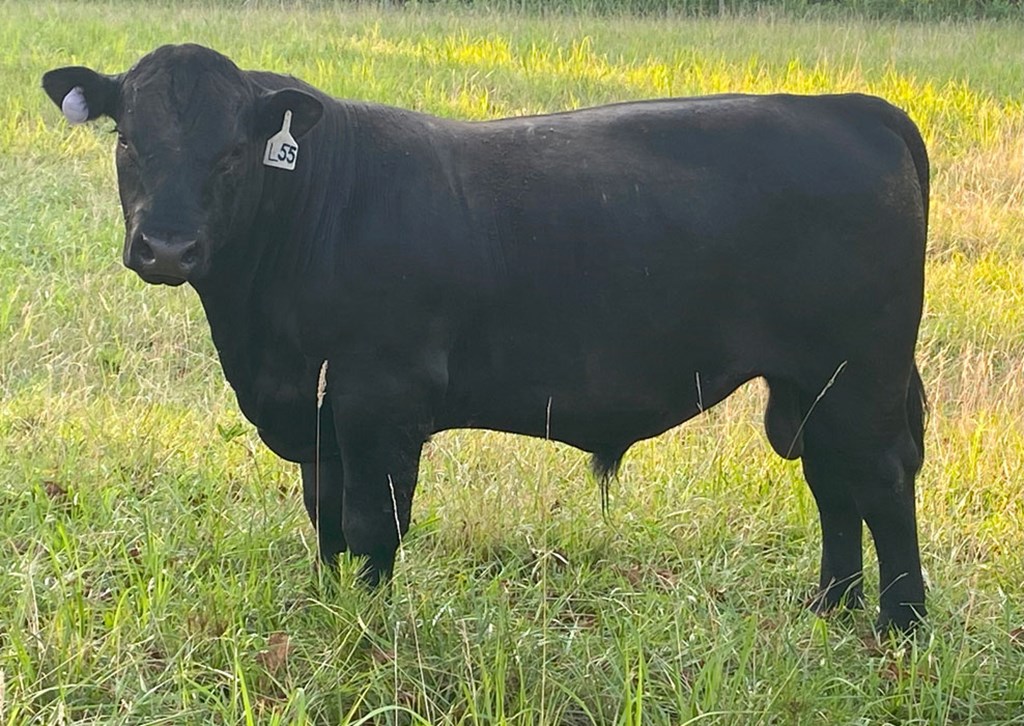 Cattle Range Listing Photo