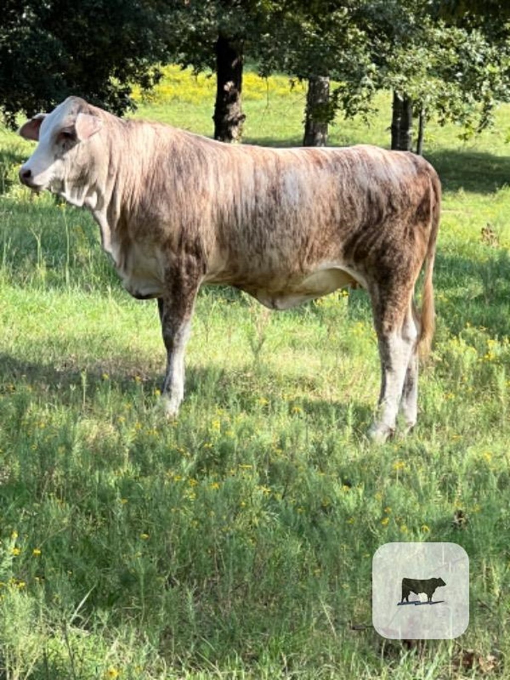 Cattle Range Listing Photo