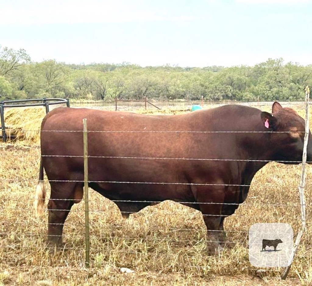 Cattle Range Listing Photo