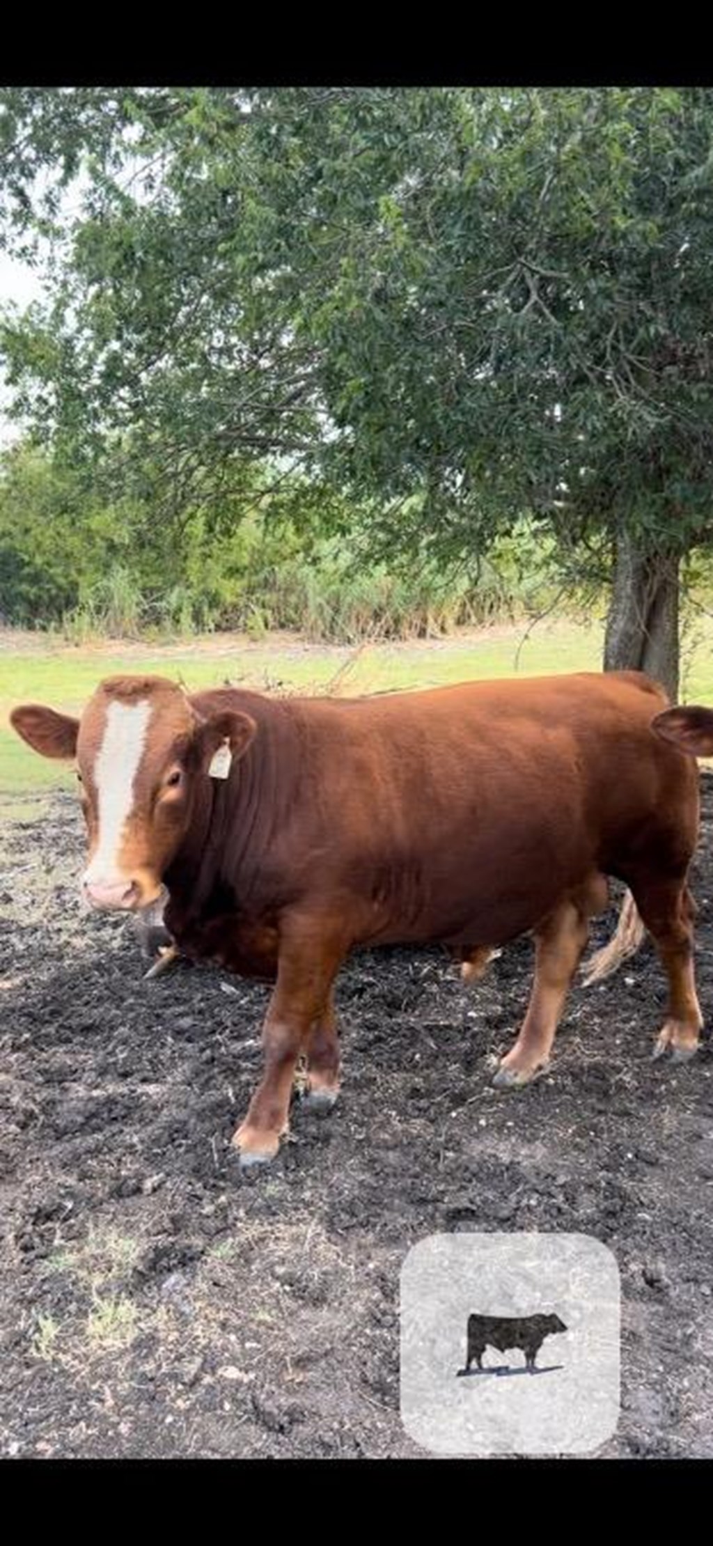 Cattle Range Listing Photo