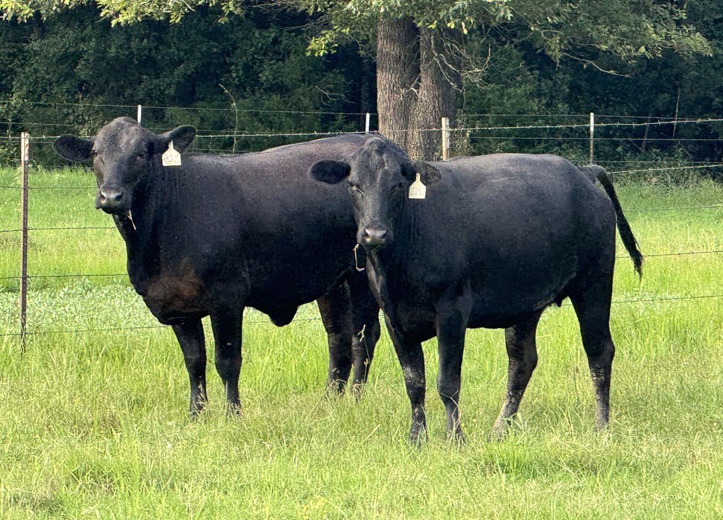 Cattle Range Listing Photo