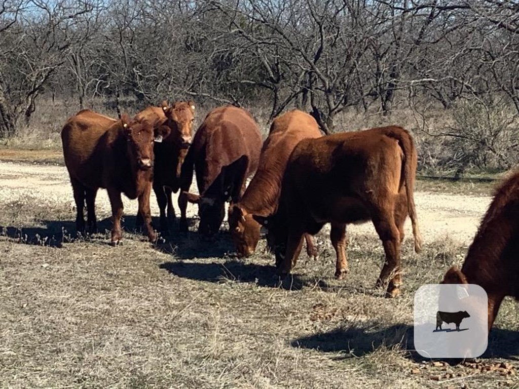 Cattle Range Listing Photo