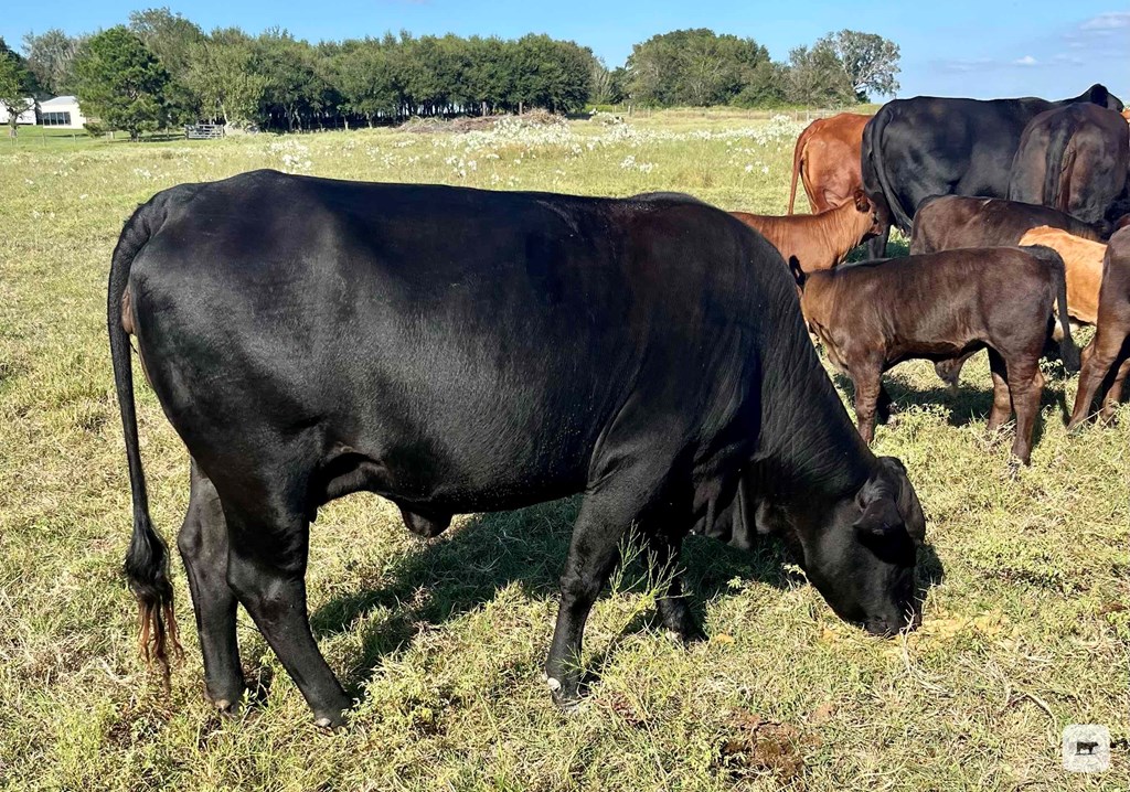 Cattle Range Listing Photo