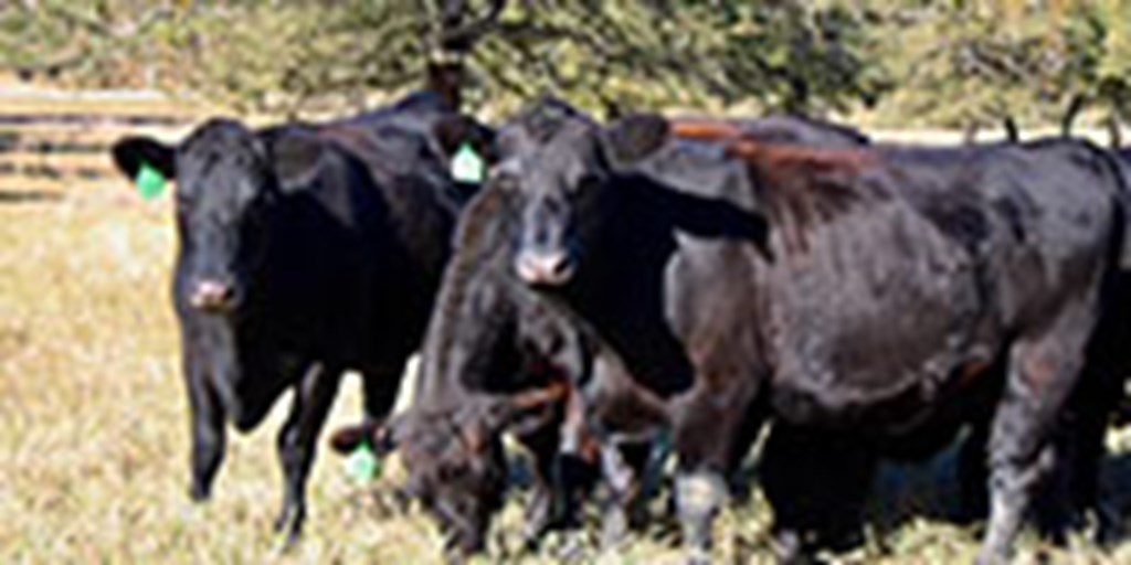 14 Angus Bred Heifers... Central TX (1)