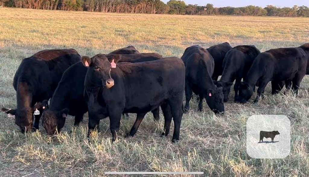 Cattle Range Listing Photo