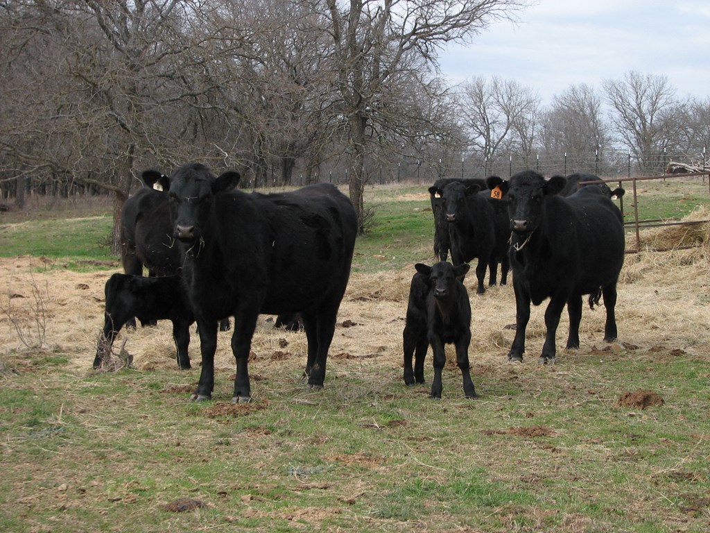 Cattle Range Listing Photo