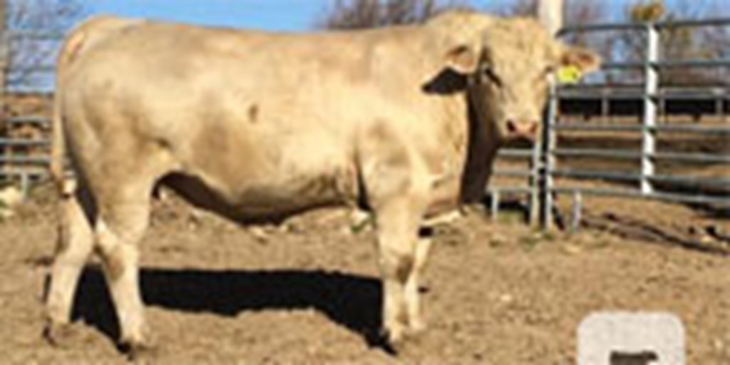 30 Reg. Charolais Bulls... W. Central IL