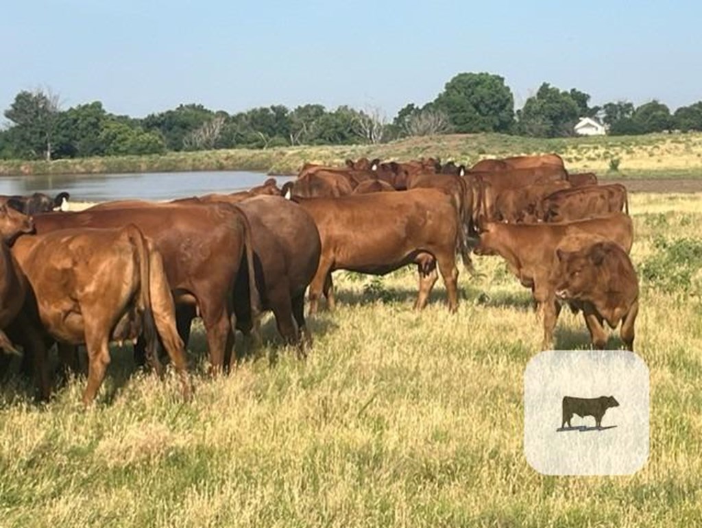 Cattle Range Listing Photo