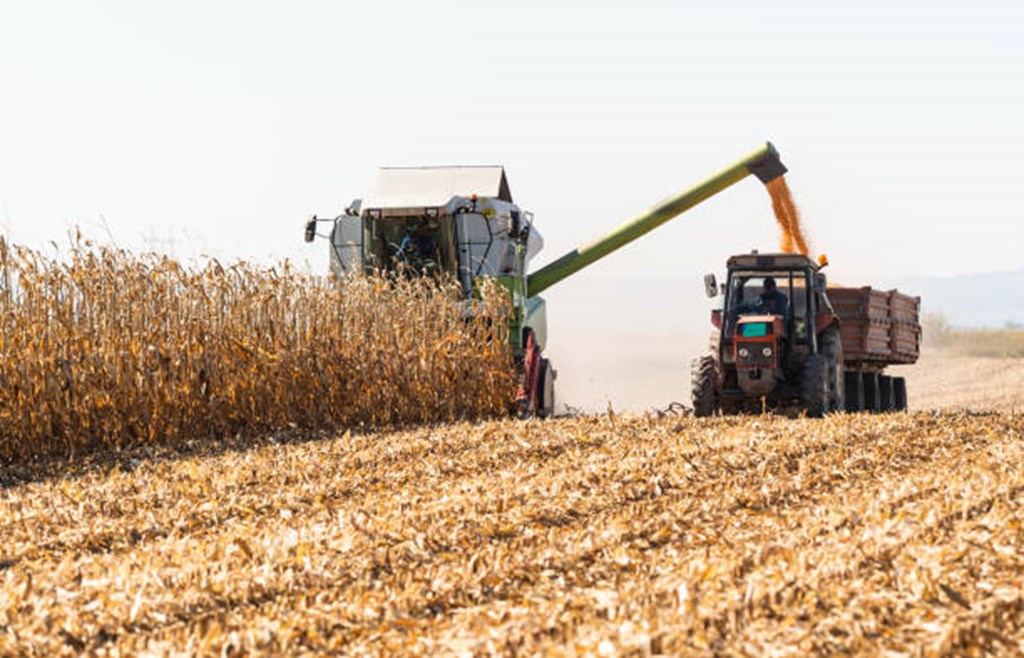 Corn Crop Harvested as of 11/10/24