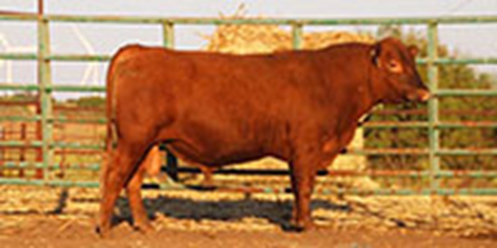 14 Reg. Red Angus Bulls... North TX