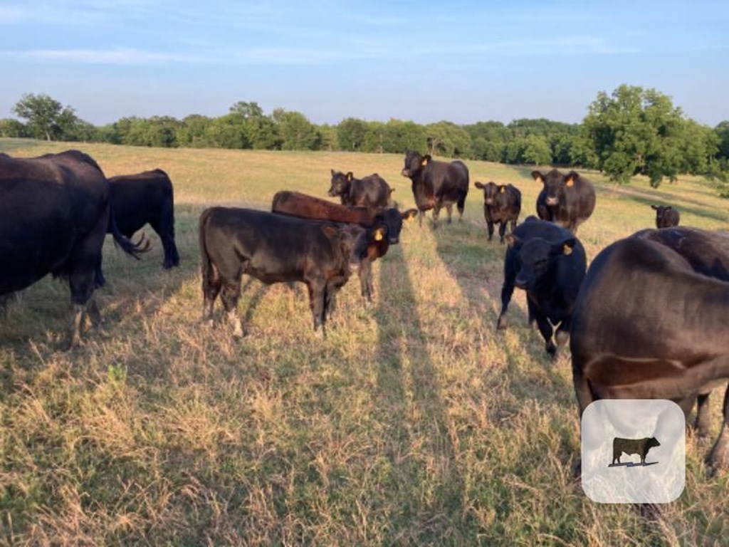 Cattle Range Listing Photo