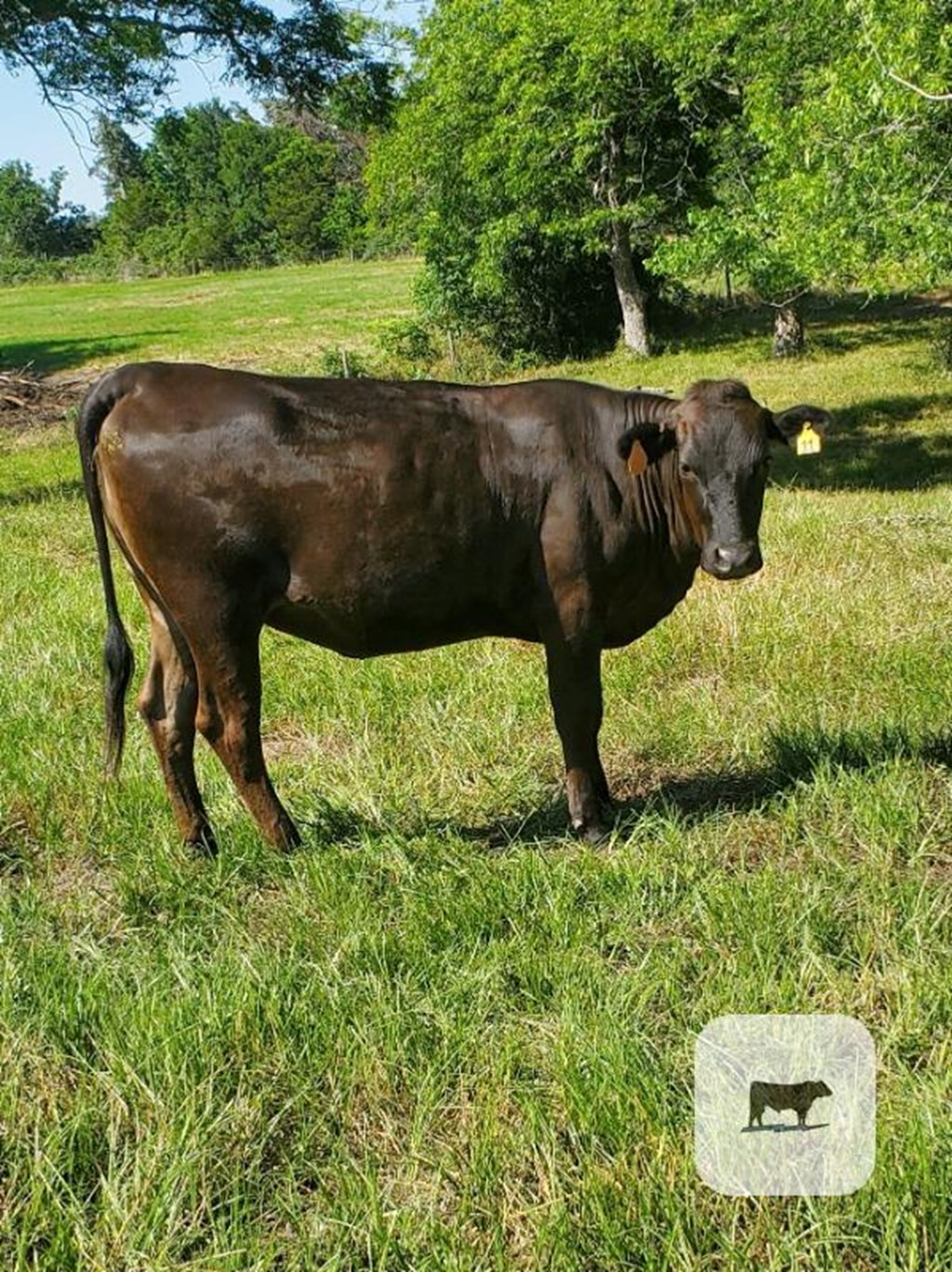 Cattle Range Listing Photo