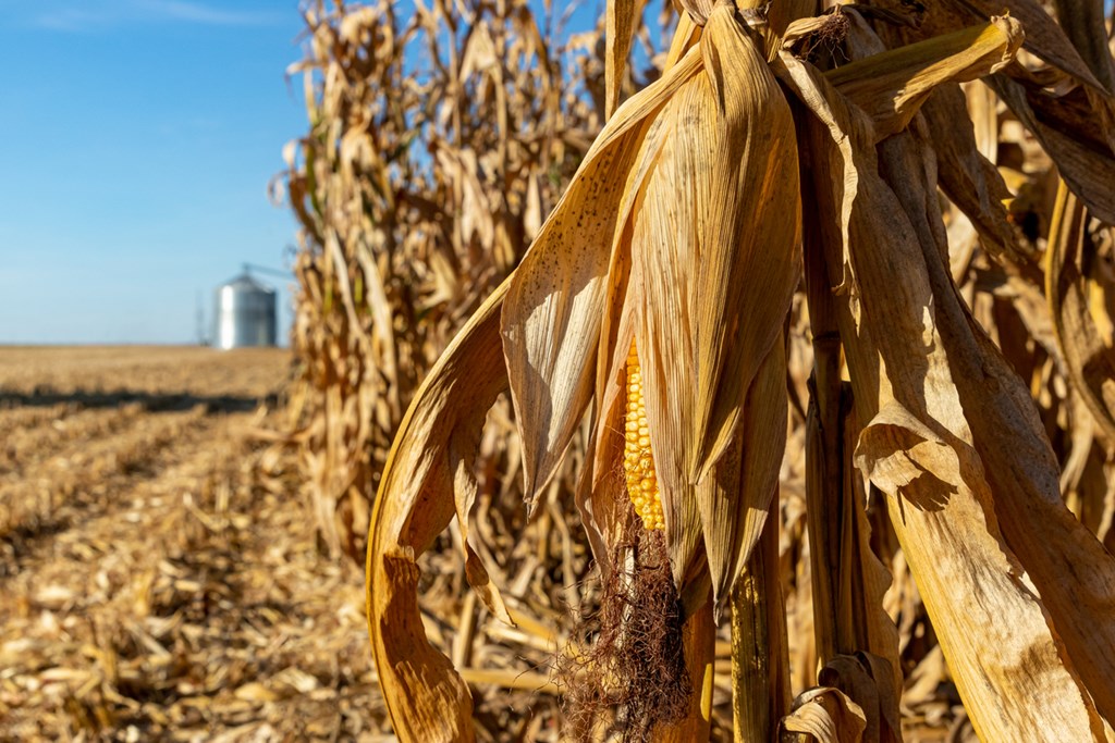 Corn Crop Condition & Harvested as of 10/6/24