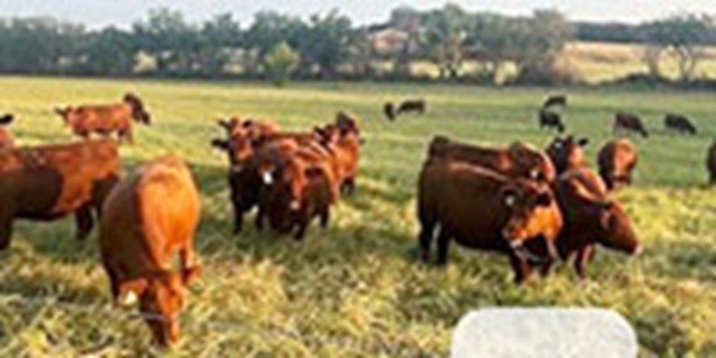 250	Red Angus Bred Heifers... S. Central OK