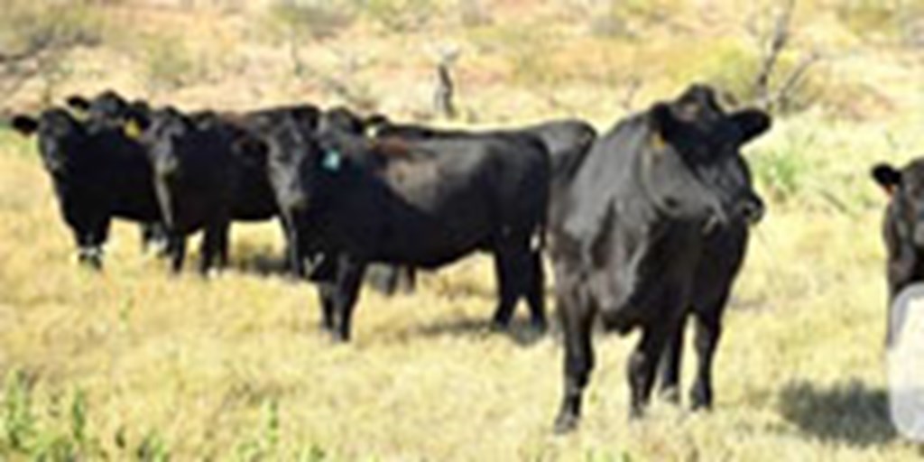 25 Reg. Angus Bred Heifers... North TX