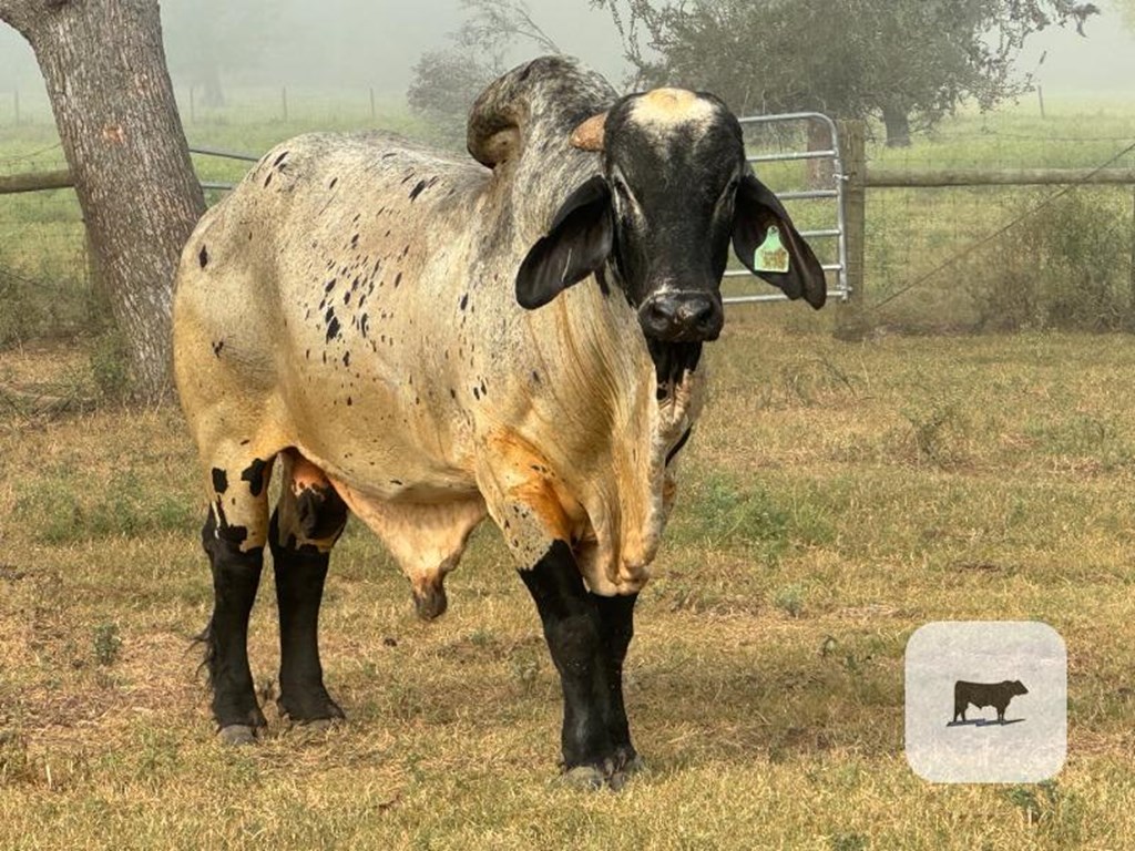 Cattle Range Listing Photo