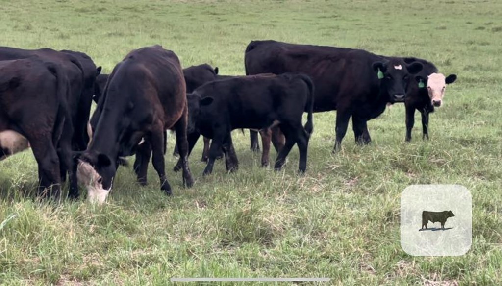 Cattle Range Listing Photo