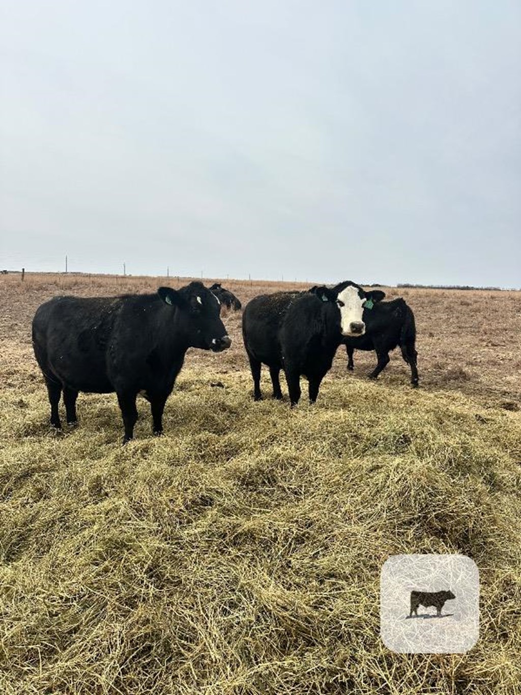 Cattle Range Listing Photo