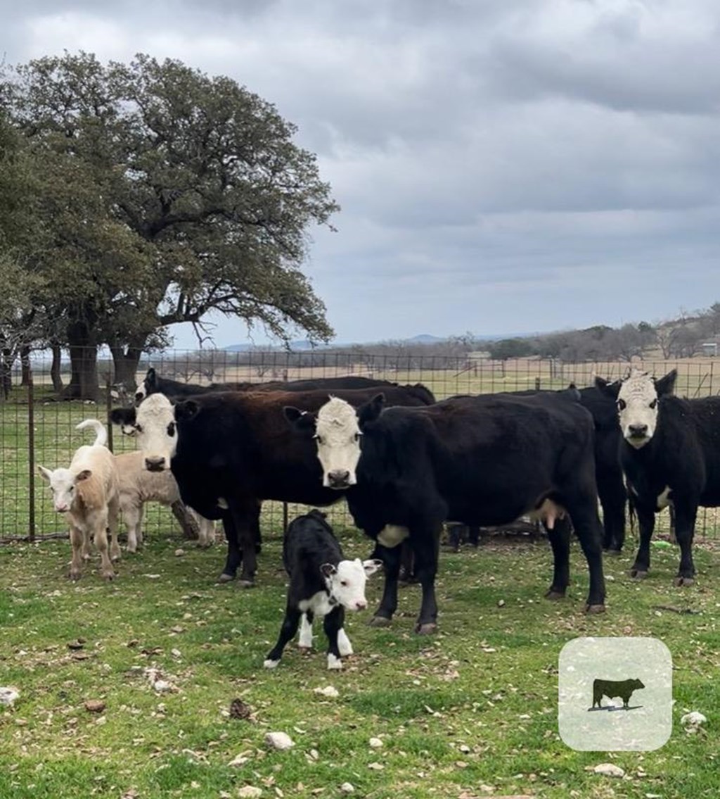 Cattle Range Listing Photo