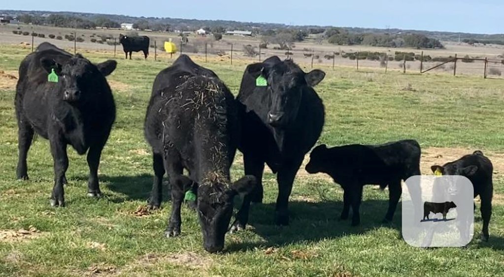 5 Angus 1st-calf Pairs Central Tx Cattle Range