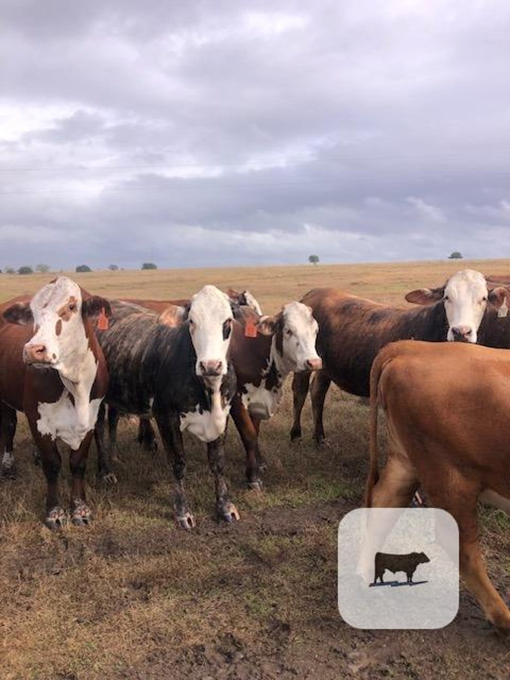 Cattle Range Listing Photo