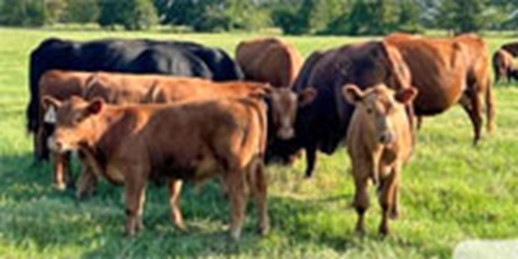 23 Red Angus Pairs... Northeast TX