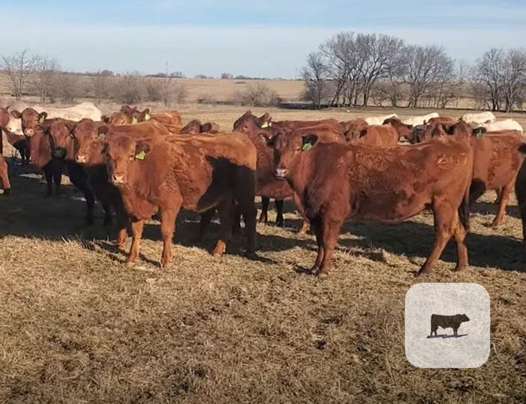 Cattle Range Listing Photo