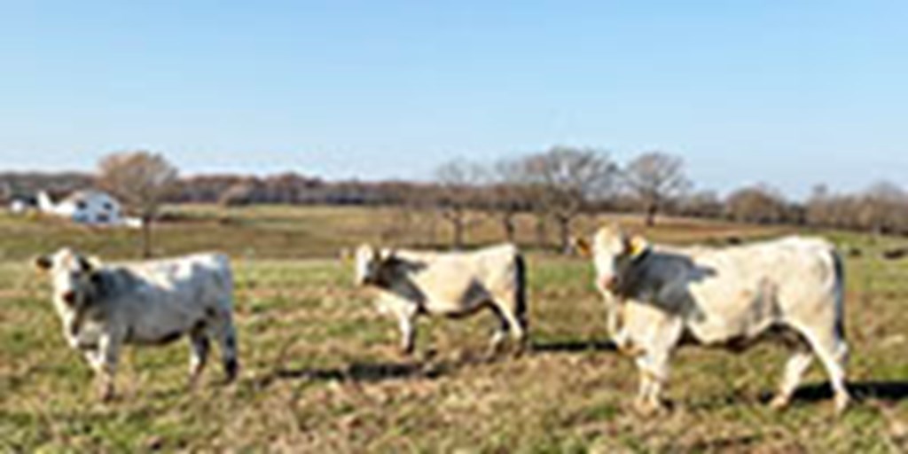 12 Charolais Cows... Southwest MO