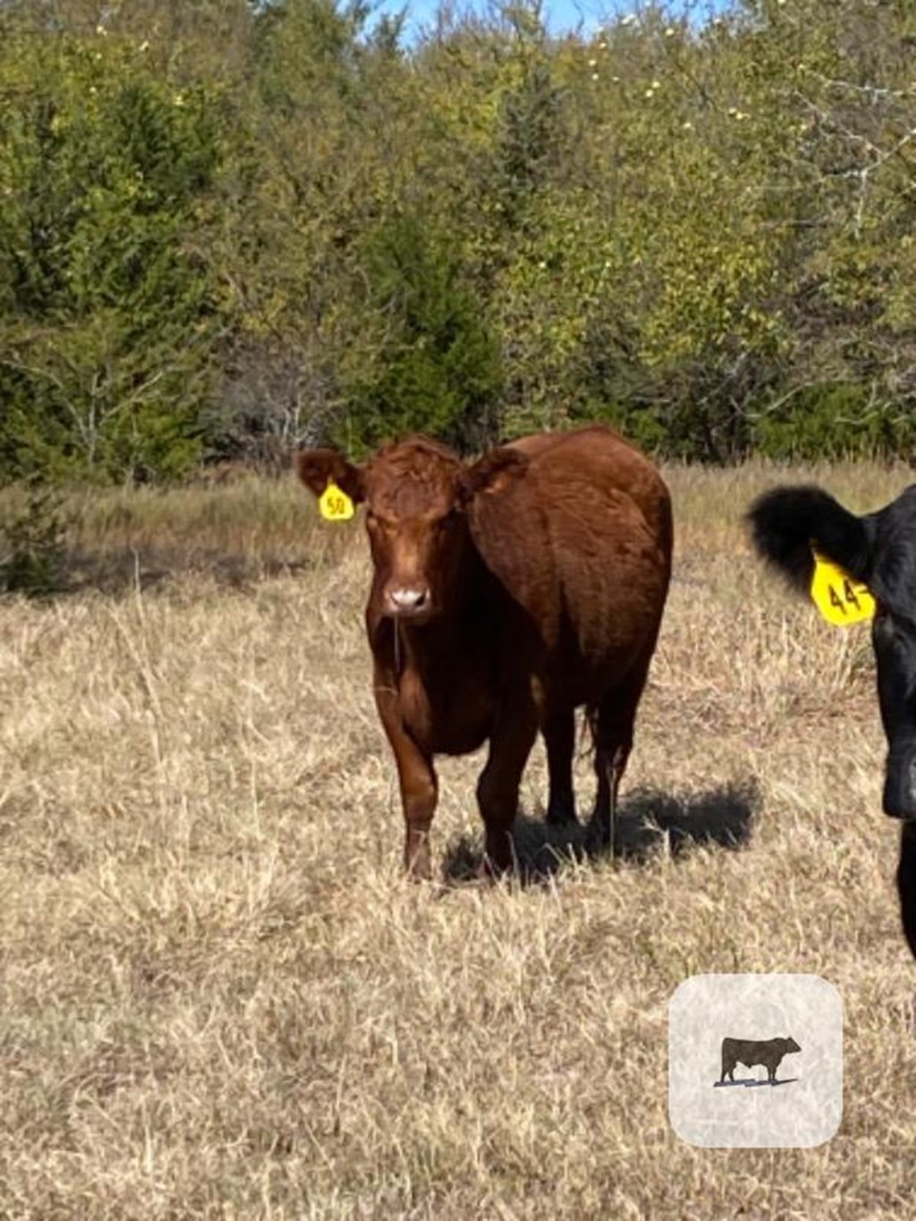 Cattle Range Listing Photo