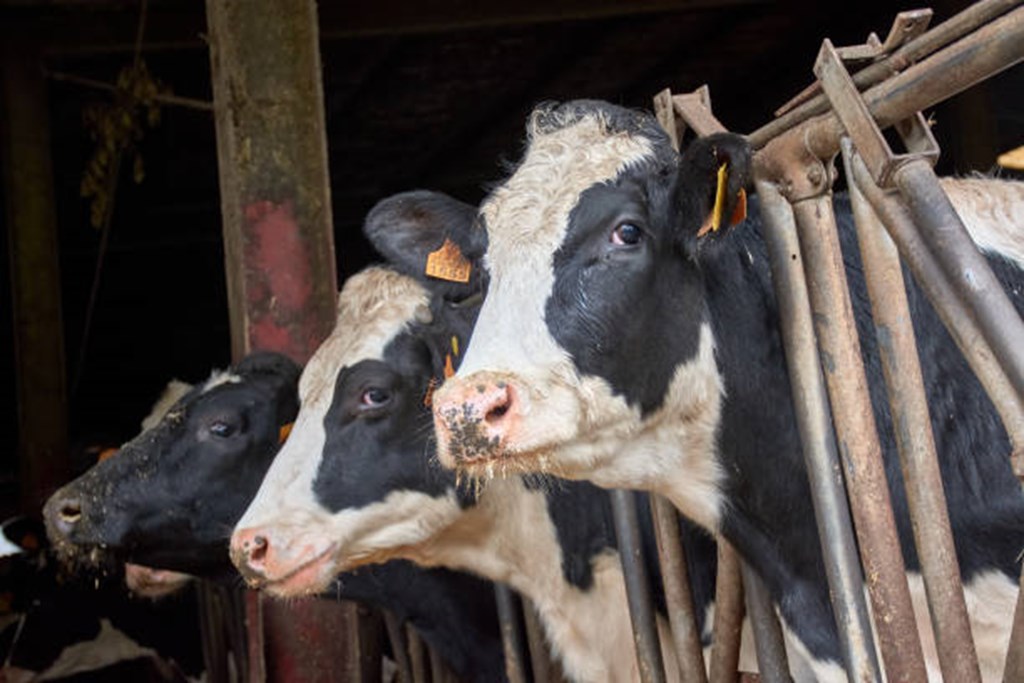 Bird Flu Virus detected in Beef from a Dairy Cow Cattle Range