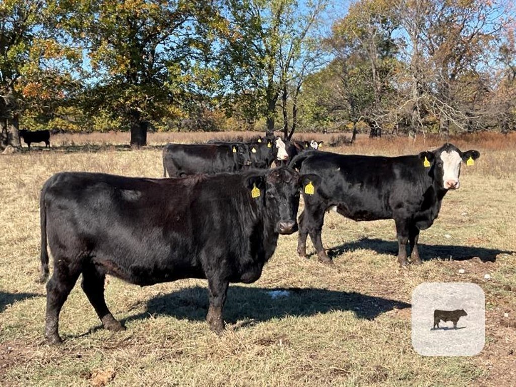 Cattle Range Listing Photo