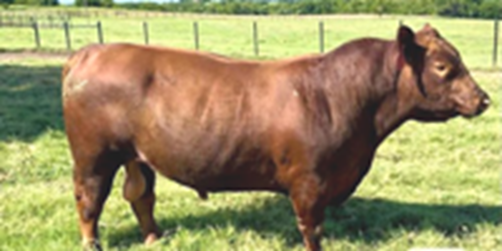 1 Reg. Red Angus Bull... S. Central TX