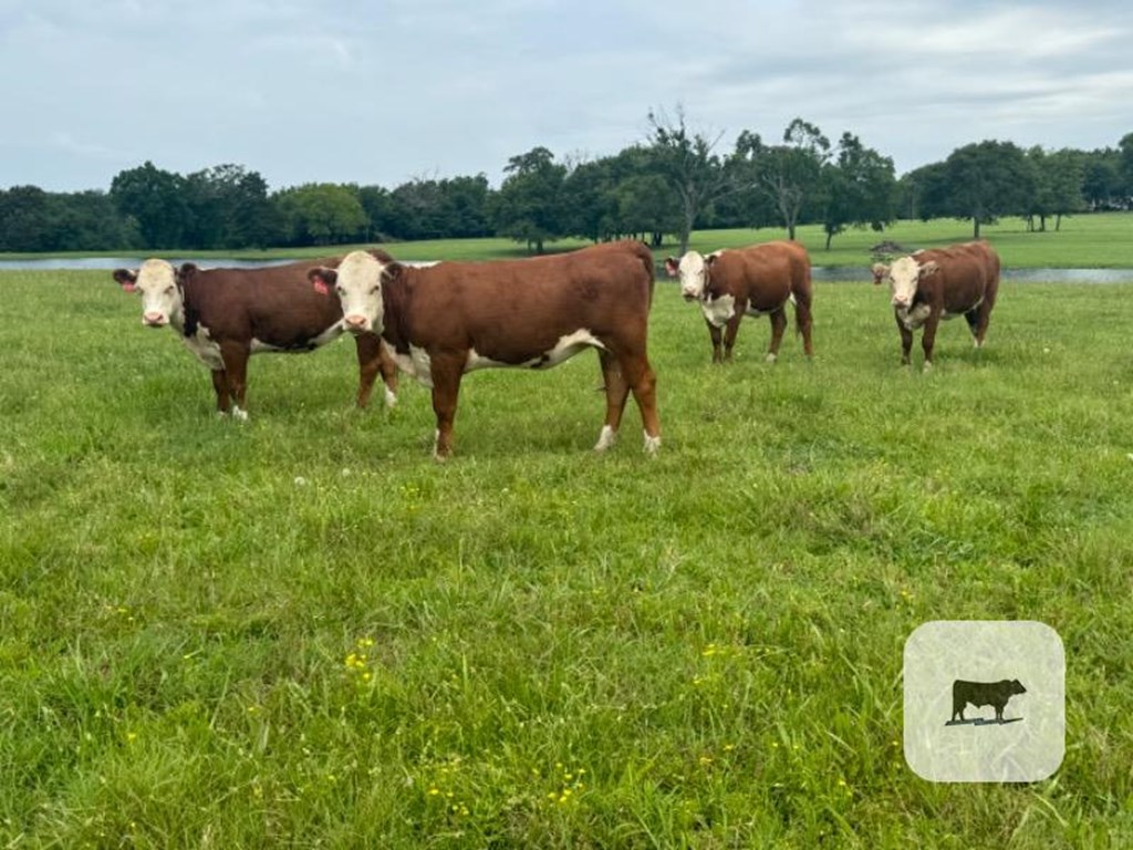 Cattle Range Listing Photo