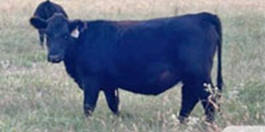 60 Angus Bred Heifers... Northeast AR