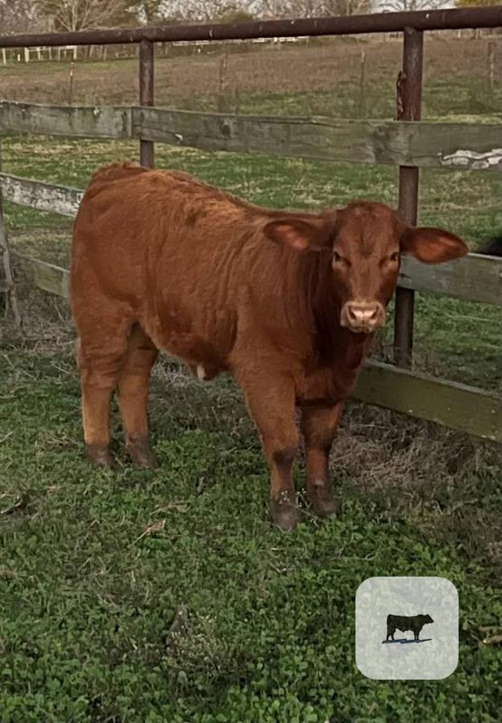 Cattle Range Listing Photo