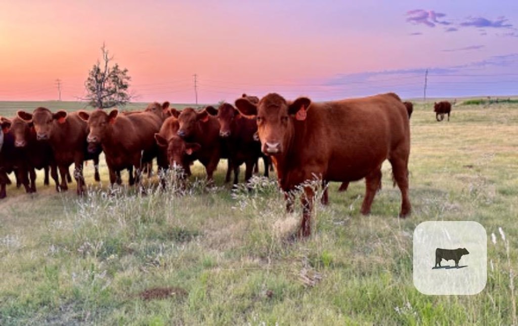 Cattle Range Listing Photo