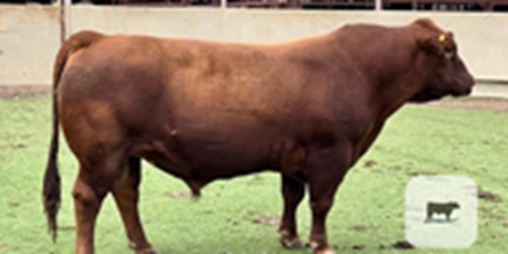 6 Red Angus Bulls for Sale or Lease... Central TX