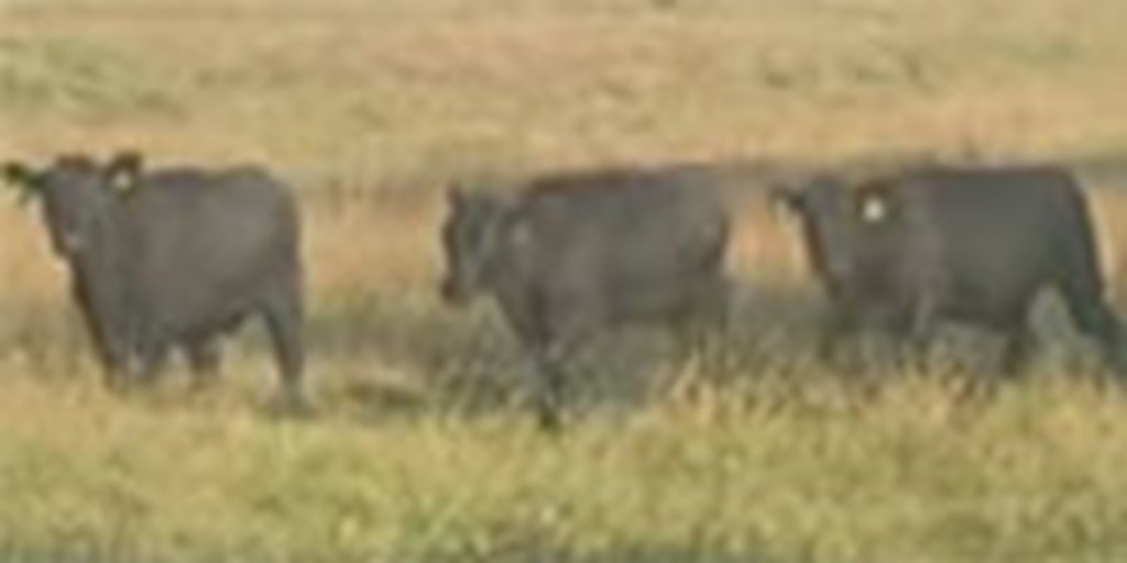 14 Angus Rep. Heifers... Northeast AR