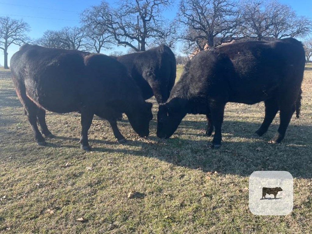 Cattle Range Listing Photo