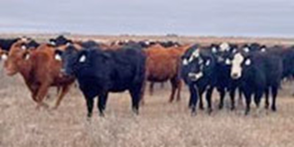 100 Angus, Red Angus, Black & Red Baldy & Charolais Cross Bred Heifers... Southwest KS