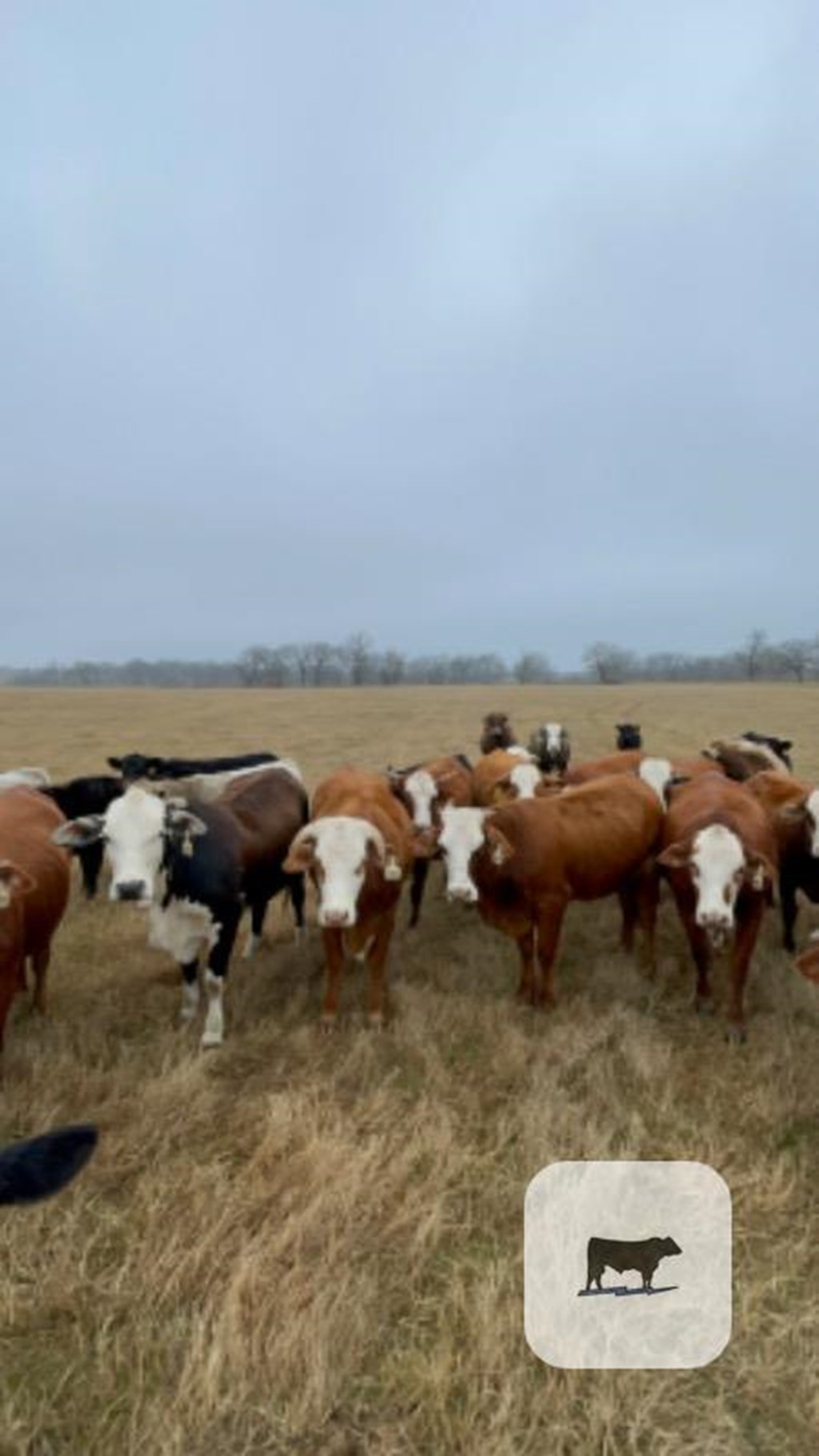 Cattle Range Listing Photo