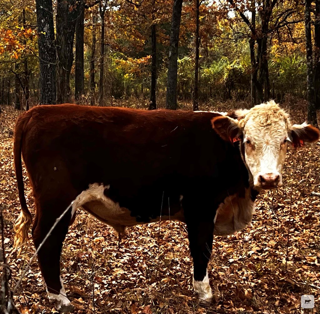 Cattle Range Listing Photo