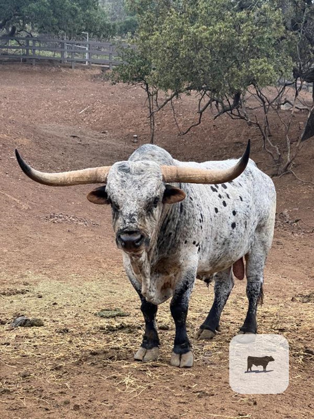 Cattle Range Listing Photo