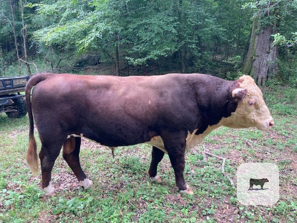 Cattle Range Listing Photo