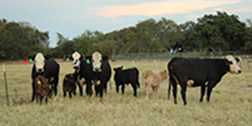 5 Angus Plus "BWF" 2nd-Calf Pairs... Central TX